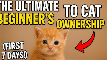 The Ultimate Beginner