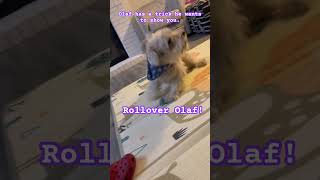 Miniature Schnauzer Shows Off His Trick #dog #pets #cute #animals #funny