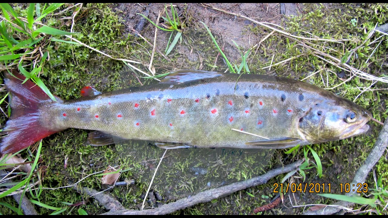 Karadeniz'in en güzel deresinde alabalık avı | Fishing in the most beautiful stream of the Blacksea