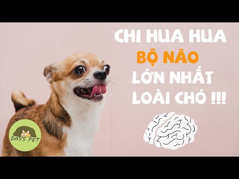 Video: Chihuahua được Phát âm Theo Cách đó Là Gì?