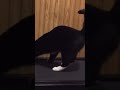 Cat discovers treadmill #cat #dog #pets