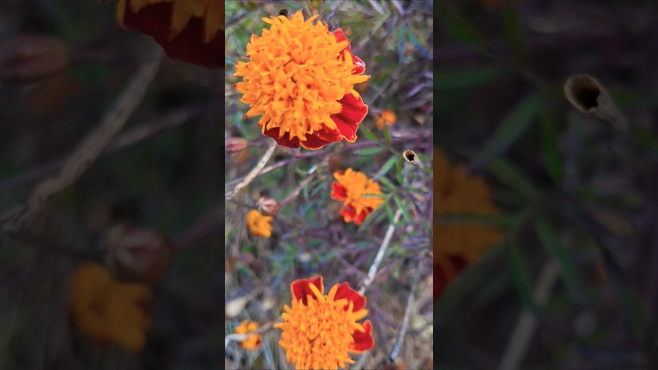 so beautiful flowers #comedy #funny #entertainment #shortvideo #duet #viralshort #shorts #goviral