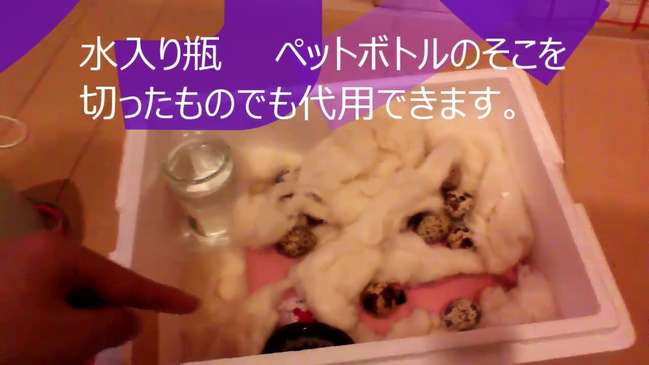 ウズラ卵孵卵器 Youtube