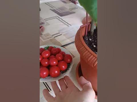 Завязи огурчиков не растут--- что нужно сделать.Огурец Кон-Амор. # ...