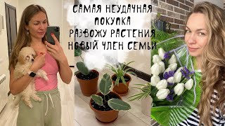 Неудачная покупка | новый член семьи | развожу растения