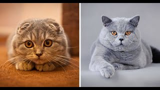 Top 10 Most Expensive Cats In The World