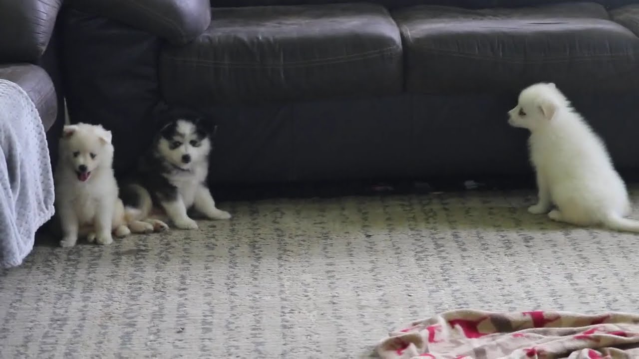 Pomsky Puppies For Sale