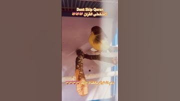 تلاوه عطره من القران الكريم بصوت القارئ عبد الباسط #foryou #birds #cutebird #اكسبلور