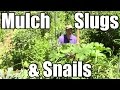 Does Mulch Attract Slugs, Do Self-Sown Greens Cross Pollinate, Crop Rotation in Polyculture Beds?