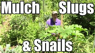 Does Mulch Attract Slugs, Do Self-Sown Greens Cross Pollinate, Crop Rotation in Polyculture Beds?