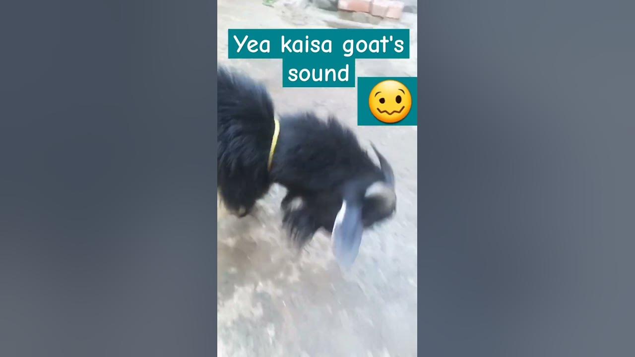 konsa-language-what-does-bebo-mean-goatsbleat-funnyvideo-youtube