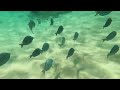 Snorkeling in Holetown, Barbados