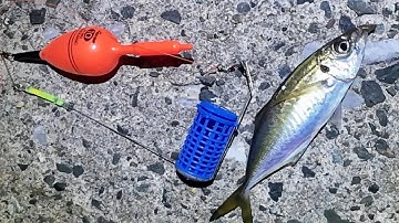 【堤防釣り】サビキとライトカゴ釣りで、アジを狙います。
