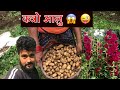 Nepali village jungle lifedigging potatosimple hardworking lifestyledaily village vlog