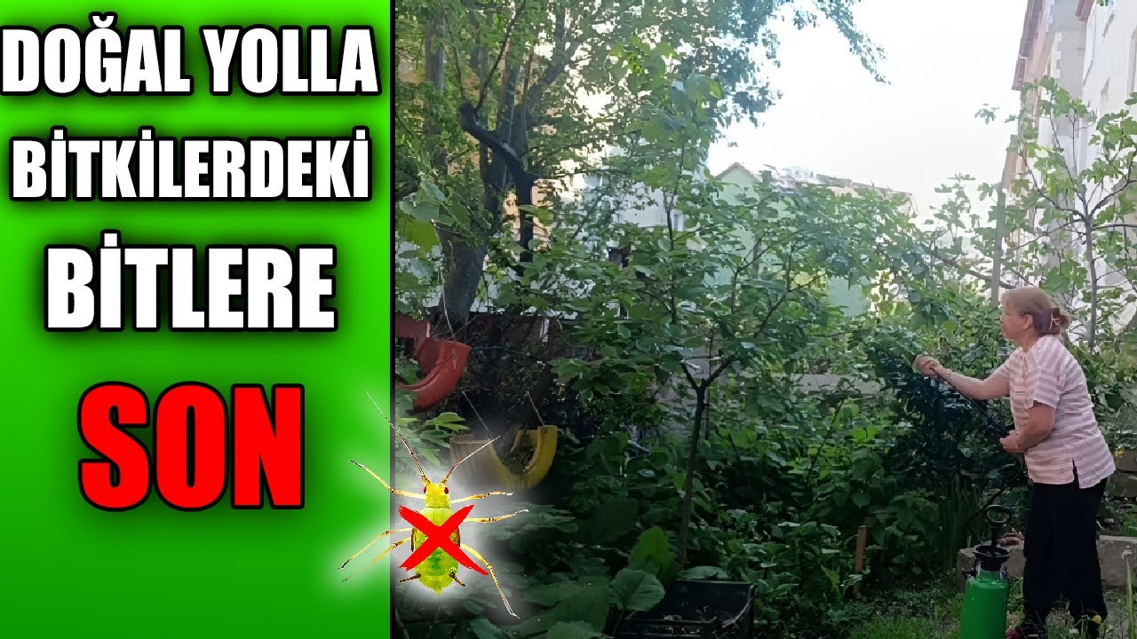 Doğal Yöntem ile Bitkilerdeki Bitleri Temizliyoruz!! - %100 Kesin Çözüm