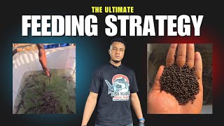 How to Feed Catfish for Rapid Growth (2 Months Update)