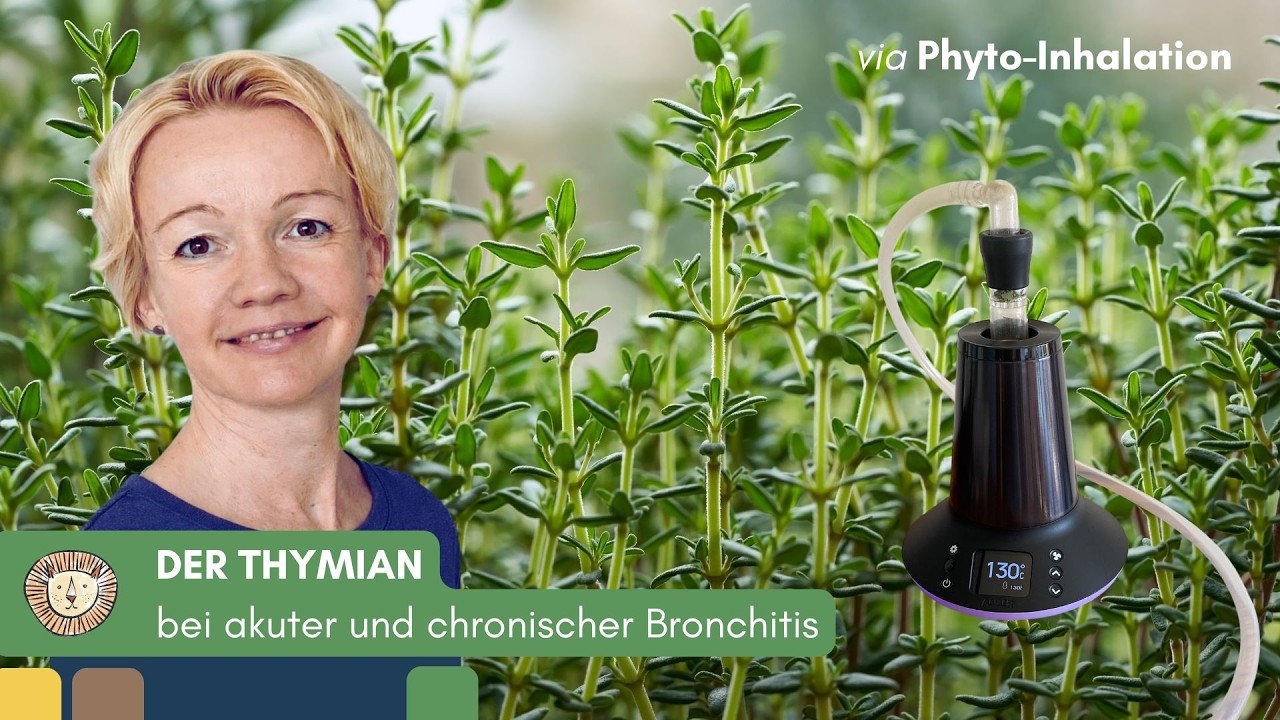 Der Thymian - bei akuter & chronischer Bronchitis sowie bei Schnupfen 🍃 Phyto-Inhalation erklärt