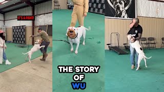 From DANGEROUS DOG to PERFECT COMPANION: The Story of Wu