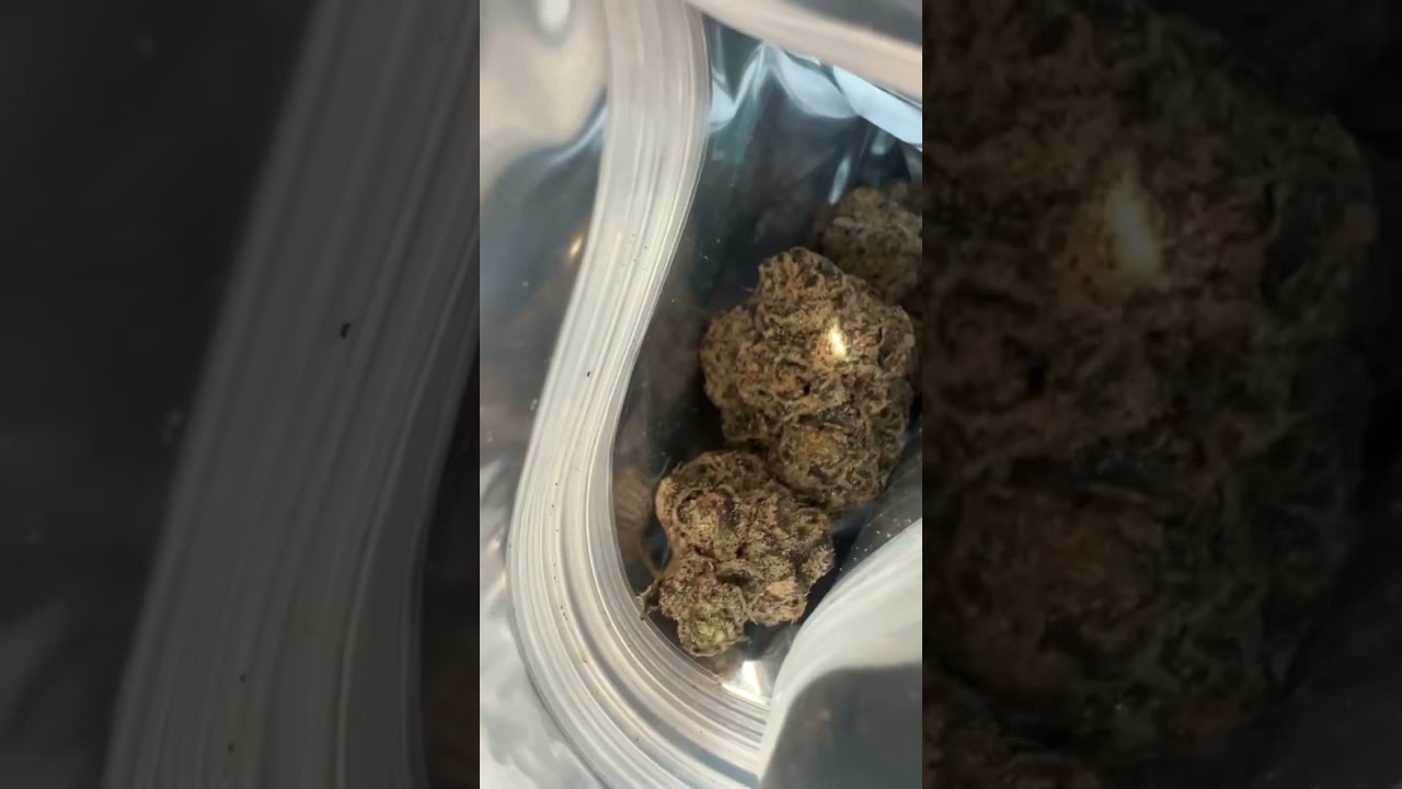 FunYunz From Snaxland Denver 