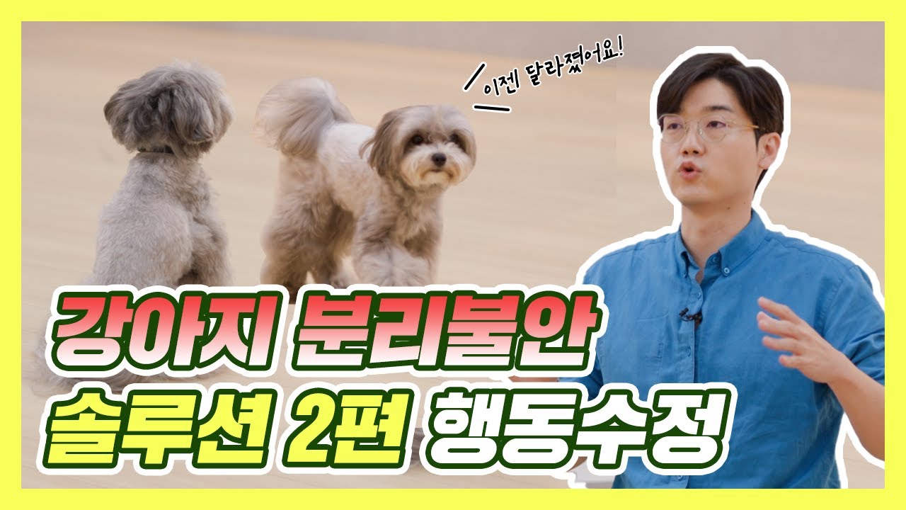 설쌤이 알려주는 강아지 분리불안 해결방법 2편 | 설채현 행동학 수의사