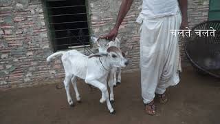 Tharparkar Cow Live Milking  |  थरपाकर गाय  |  Poonam Singh 7850916163  |  Jaisalmer Desert