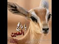 شيلة يا داعج العين ذينا ريت قبل الغروب إداء شبل مأرب ابو هذال السيفي شيلة يا داعج العين ذينا ريت قبل الغروب إداء شبل مأرب ابو هذال السيفي