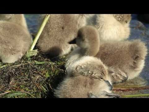 Black Swan - A Family Tale