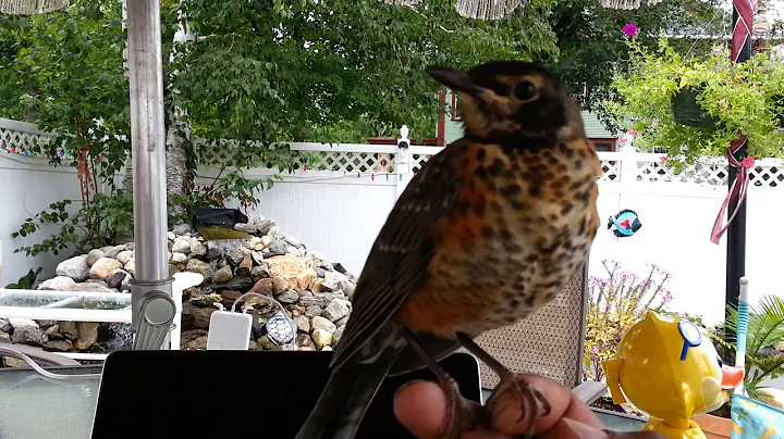 Lil Birdie
