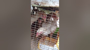 Mus nrog kuv saib qaib nawb