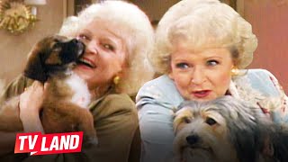 Rose’s Favorite Pets ❤️🐶🐷🐔 Golden Girls