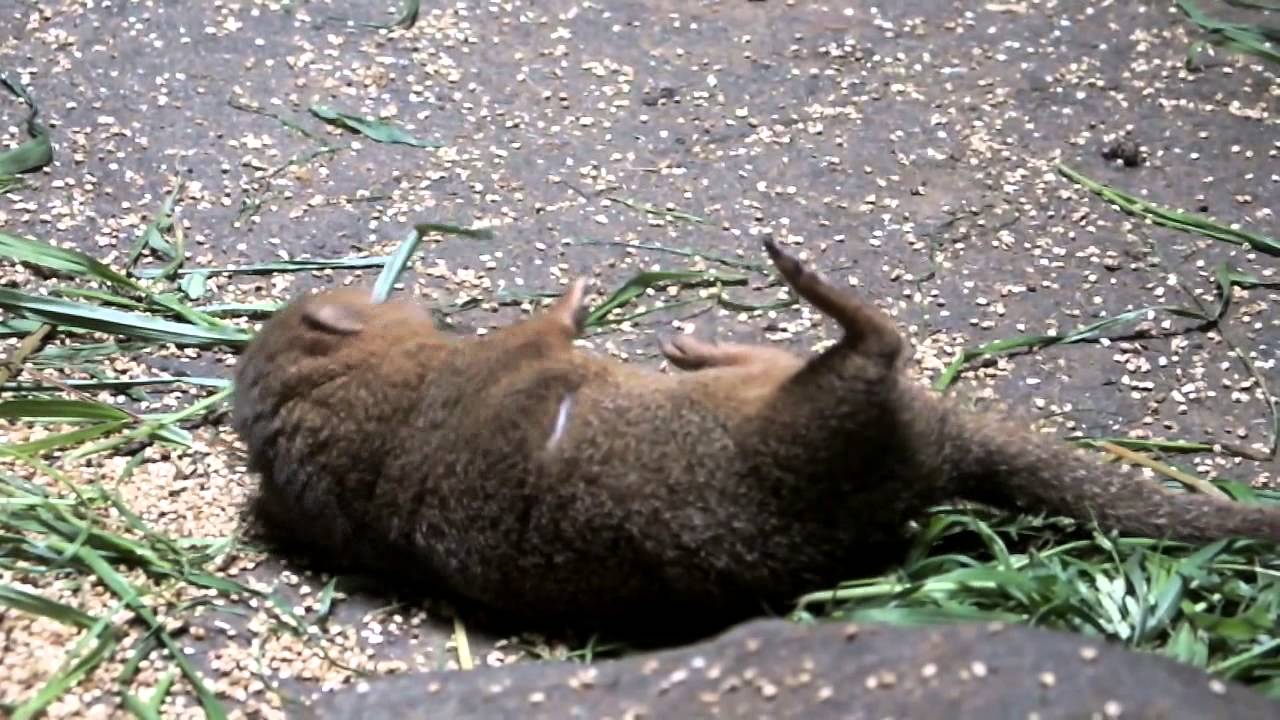 Too Cute Dwarf Mongoose かわいいコビトマングース Youtube