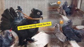 নতুন কালো ময়ূরপঙ্খী পায়রা  ডিম দিবে l Rajib And Mini Zoo