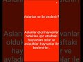 Aslanlar #aslan #beslenme
