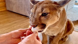 An incredibly tasty omelet! Puma Messi was treated to an unusual breakfast. It was so appetizing!