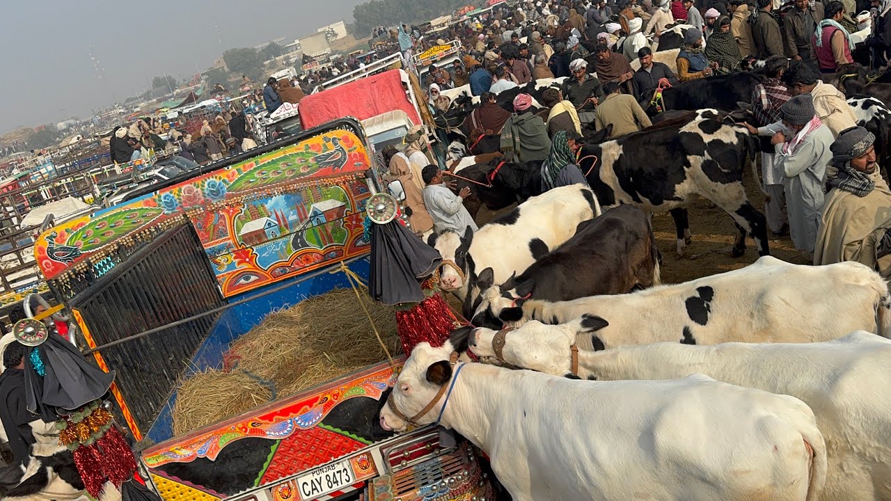 Cow Mandi Today 27/1/26 |Pull Qambar Mandi today| Hf cow | top quality bachriyan #cow