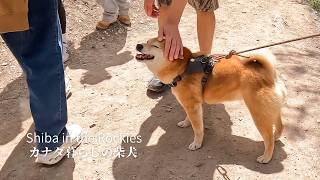 柴犬のモフモフを触ったカナダ人の反応が最高だった【4K】