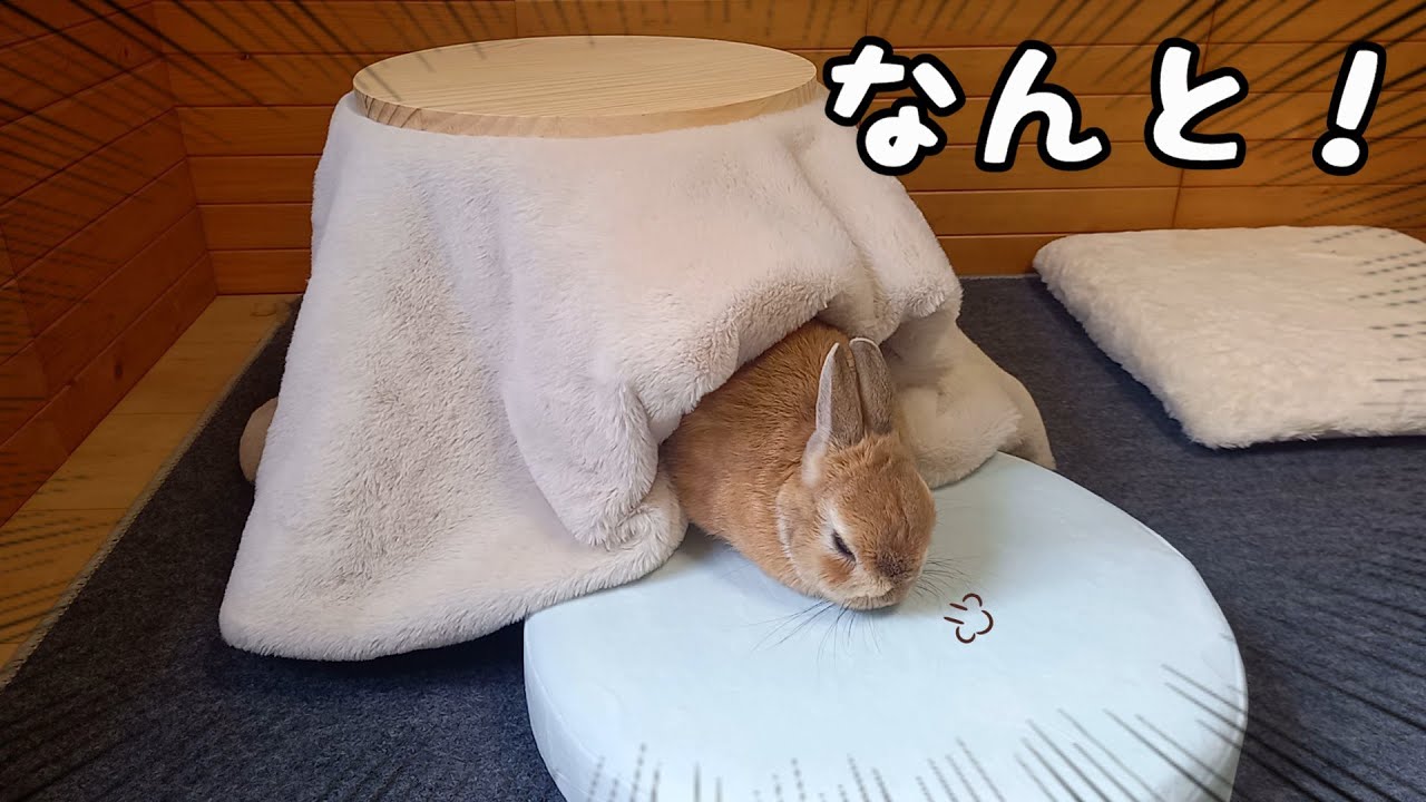 こたつうさぎ様確認用です 楽天市場】【1日☆最大10%OFFクーポン☆