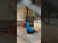 like podunga 😂💥🥳#pets #birds #love #animals #animalworld #tirupati