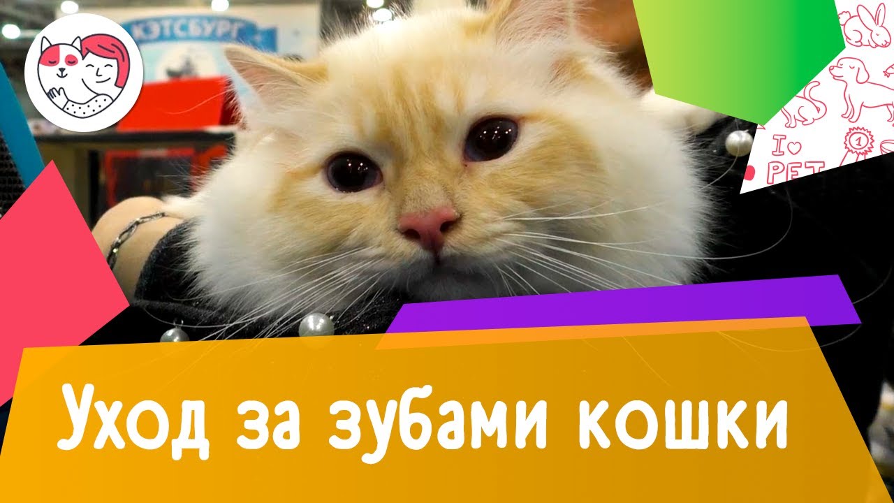 4 правила ухода за зубами кошки