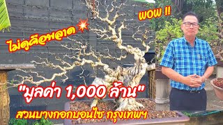 🚩👍 สวนบางกอกบอนไซกรุงเทพฯ💥ใหญ่สุด🔥ที่เคยเห็นมา😍 มูลค่านับ1,000 ล้าน นี่คือพันธุ์แท้บอนไซตัวจริง👍