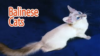Balinese Breed by All About Animals 857 views 8 years ago 2 minutes, 53 seconds