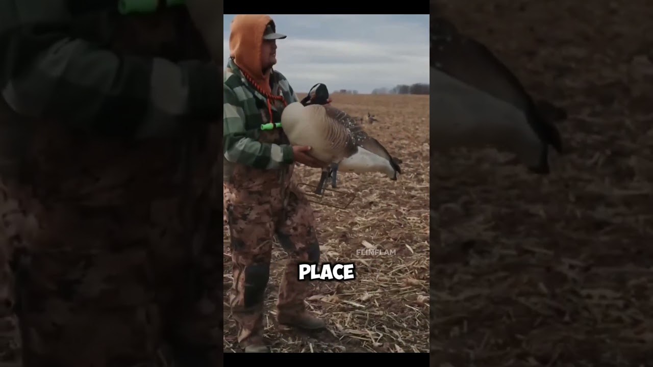 Fake Ducks Luring Real Ones: The Surprising Truth 