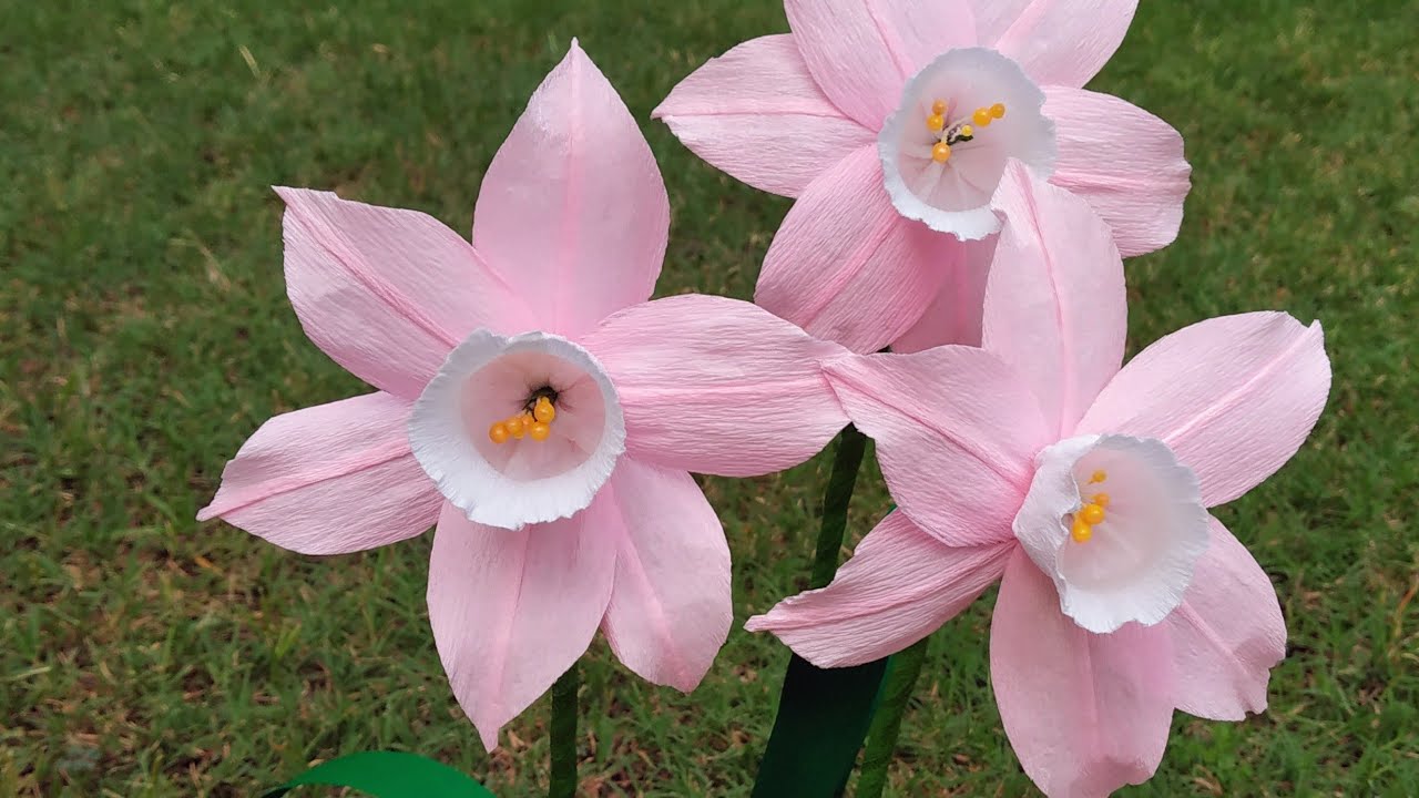 Pink Daffodil Collection