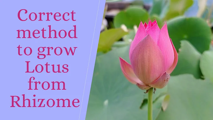 Correct method to plant Lotus rhizome|| How to grow Lotus at home|| Backyard Gardening - DayDayNews