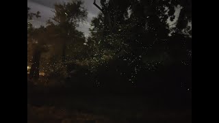 How to photograph fireflies at night using NightCap Camera App screenshot 1