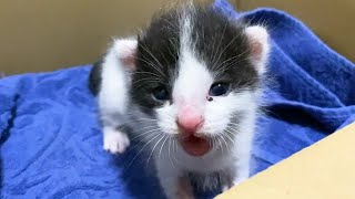 赤ちゃん猫の”ある行動”が心配