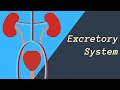 Excretory System ( Kidneys, Skin, and Lungs eliminating waste)