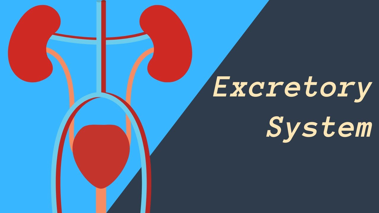 Excretory System ( Kidneys, Skin, and Lungs eliminating waste)