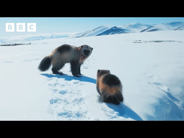 Incredible first look at a baby wolverine 🥹 | Mammals - BBC