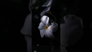 Wait for 😱 white flower in sunlight effect, #shortvideo #photography #viralshorts #flowers